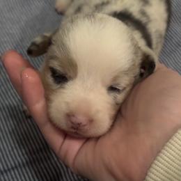 Ember - Blue merle and white female American Corgi puppy in Nortonville, Kansas from Low Riders Corgis & Mini Aussies