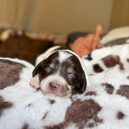 Andy - Piebald male Dachshund puppy in Hornbeck, Louisiana from A&Z Mini Dachshunds