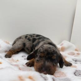 Cookie - Dapple female Dachshund puppy in Bakersfield, California from KC Doxies