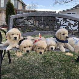 Goldendoodle and Golden Retriever Puppies from Cascade Pups