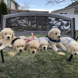 Goldendoodle and Golden Retriever Puppies from Cascade Pups