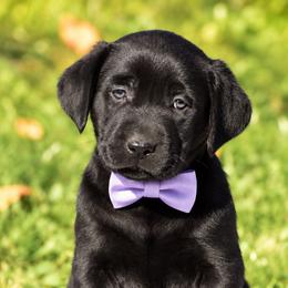 Sable - Black female Labrador Retriever puppy in Chicago, Illinois from Urbane Retrievers