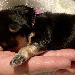 Maltipoo, Morkie, and Yorkipoo Puppies from Danza Bolo