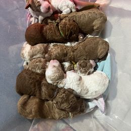 Goldendoodle Puppies from Tran Clan Doodles