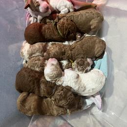 Goldendoodle Puppies from Tran Clan Doodles