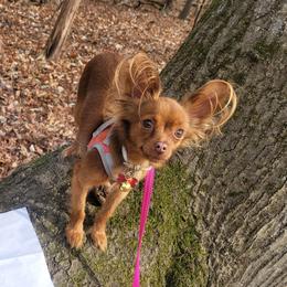 Sasha - Chihuahua