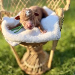 Bubbles - Red  male Goldendoodle puppy in Battleground, Washington from Doodles Delight PNW