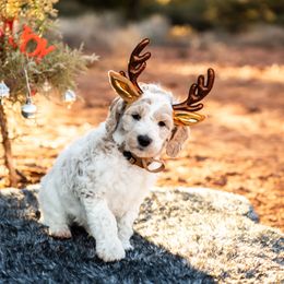 Goldendoodle Puppies from Fire Sky Kennels