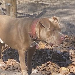 Tank - American Bully