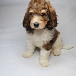 Bernedoodle and Poodle Puppies from SoFun Doodles & Poodles