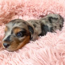 Bean - Dapple female Dachshund puppy in Trenton, Florida from Tweenie Weenie Dachshunds