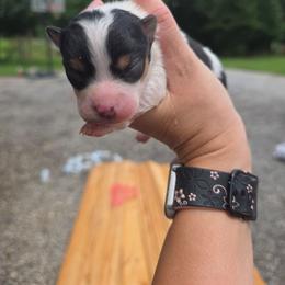 Jessie - Black and tan parti female Pomeranian puppy in Chattanooga, Tennessee from Valley Poms