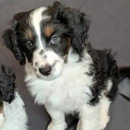 Luna - Black tri-color female Aussiedoodle puppy in New Durham, New Hampshire from Ridgeview Aussiedoodles