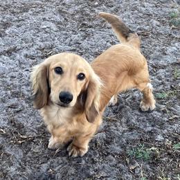 Van - Dachshund