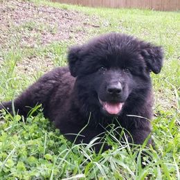 Berger Blanc Suisse and German Shepherd Puppies from Vom Hundhaus  Shepherds