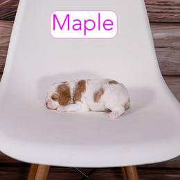 Maple - Red female Cavapoo puppy in Calhoun, Georgia from Happy Top Doodles
