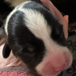 Boy 2 - Black and tan male Pembroke Welsh Corgi puppy in Washington from KB Corgis