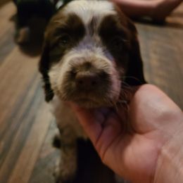 English Springer Spaniel Puppies from Savannah River Springers