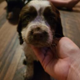English Springer Spaniel Puppies from Savannah River Springers
