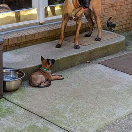 Belgian Malinois and German Shorthaired Pointer All Grown Up from Lapdog GSP