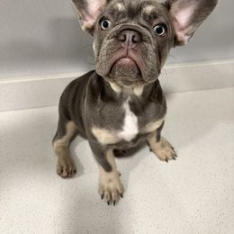 French Bulldog puppies from Spoiled Frenchies