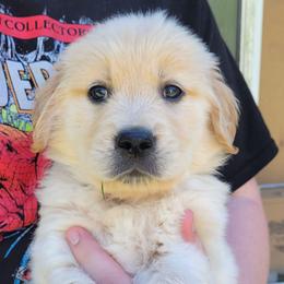 Lt Blue Collar - Light golden male Golden Retriever puppy in Brush Prairie, Washington from Paradise Peaks