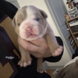 Seetness - Lilac tri-color female Bulldog puppy in Alexandria, Virginia from Stacey D’s Bulldogs
