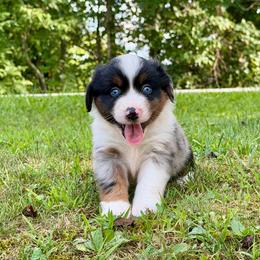 Bella - Blue merle female Miniature Australian Shepherd puppy in Sandy Hook, Kentucky from RidgeTop Aussies