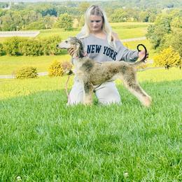 Domino female - Blue and cream female Afghan Hound puppy in Carlisle, Pennsylvania from Winterberry Afghan Hounds