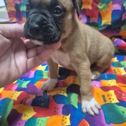 Boy 4 - Fawn male Boxer puppy in Pine River, Wisconsin from Jenks Boxers