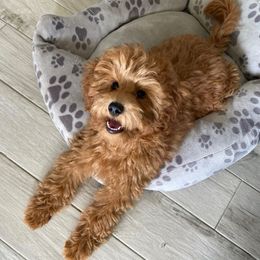 Chase - Red  male Goldendoodle puppy in Fort Myers, Florida from Gandy’s Tails of Joy