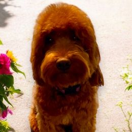 Bernedoodles and Goldendoodles from Falcon Ridge Doodles