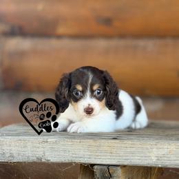 Spot - Piebald male Dachshund puppy in Nashville, Arkansas from Cuddles n Curls