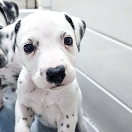 Roksha - White and black female Dalmatian puppy in Gray, Georgia from Fuller Spots
