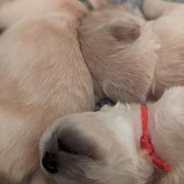 Golden Retriever Puppies from Goldens of Heritage Oaks