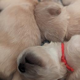 Golden Retriever Puppies from Goldens of Heritage Oaks