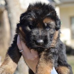 Hades - Black and red male German Shepherd puppy in Canton, Texas from WILDWOOD GERMAN SHEPHERDS