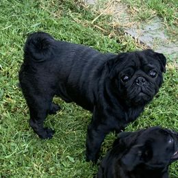 Timmy - Pug