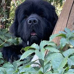Newfoundlands from Sundust Newfoundlands