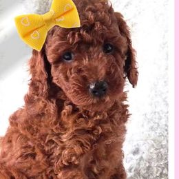 Cockapoos and Goldendoodles from Boutique Doodles