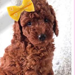 Cockapoos and Goldendoodles from Boutique Doodles