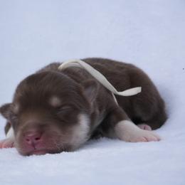 Belly (White Collar) - Red and white female Siberian Husky puppy in Warwick, Rhode Island from Young Orchard Siberians