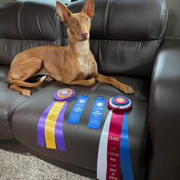 Pharaoh Hound All Grown Up from Sumaria Hounds