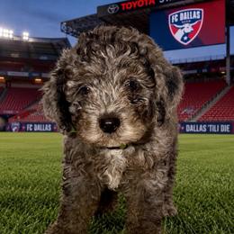 Rowlf- Cheering for USA - Blue merle male Aussiedoodle puppy in Midlothian, Texas from Gray Doodles
