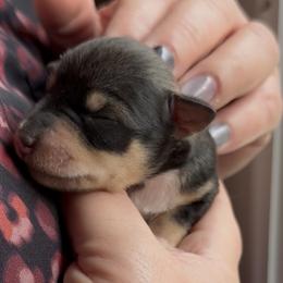 Daisy - Salt and pepper female Miniature Schnauzer puppy in Hull, Georgia from Ardent Miniature Schnauzers of Athens
