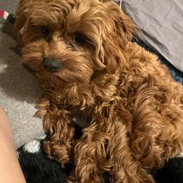 Willow - Cavapoo