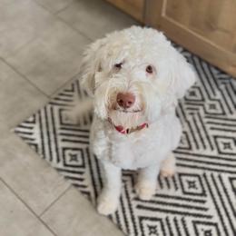 Lala - Goldendoodle