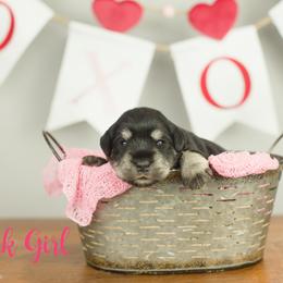 Pink Girl - Black and silver female Miniature Schnauzer puppy in Commerce, Georgia from Peach State Miniature Schnauzers