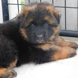 German Shepherd Puppies from Vom Wilke Kennels