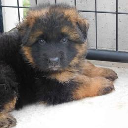 German Shepherd Puppies from Vom Wilke Kennels